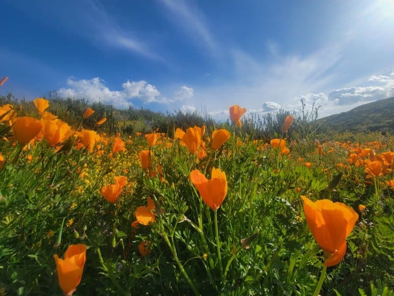 is it illegal to pick california poppies